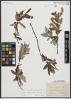 Foto von Salix appendiculata Vill. x Salix eleagnos Scop.